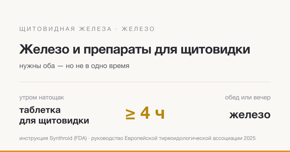 Железо и таблетки для щитовидки: почему 4 часа и когда сдать ферритин